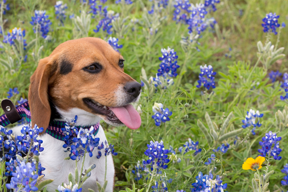 Pup in Blue Bonnets in Austin, Texas