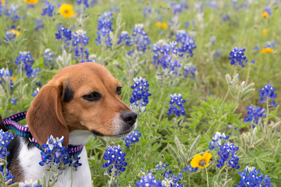Smelling the Roses in Austin, Texas