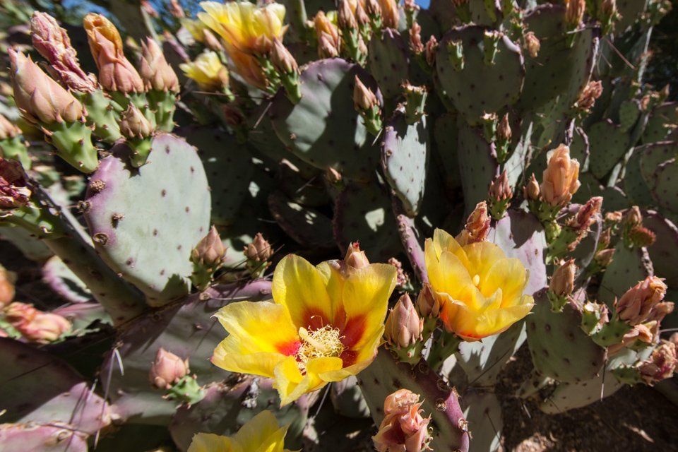 Prolific Prickly Pear in Phoenix, Arizona