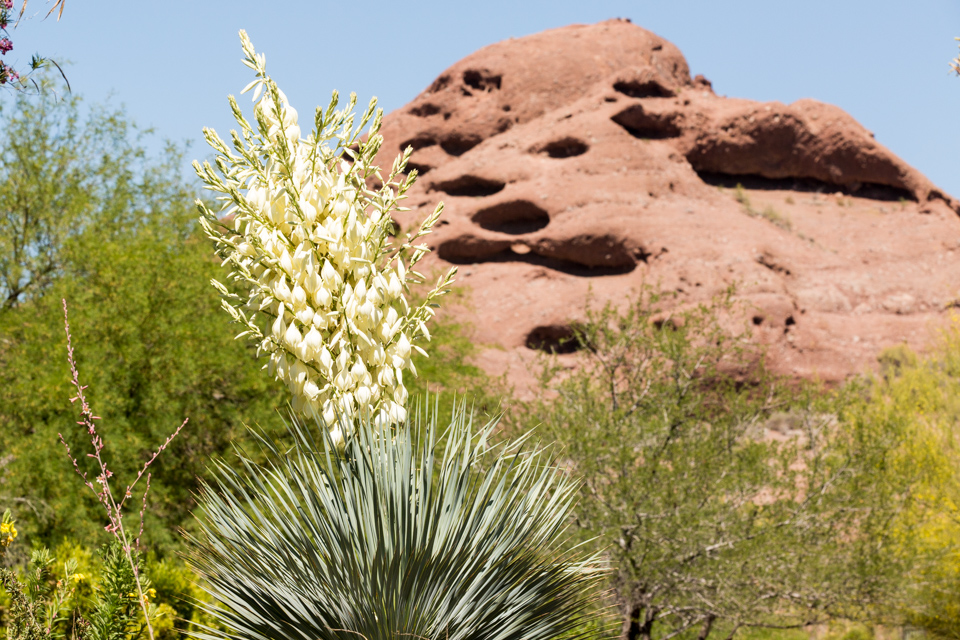 Papago Agave  in Phoenix, Arizona