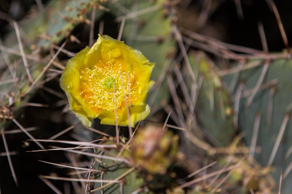 Yellow Beauty in Phoenix, Arizona