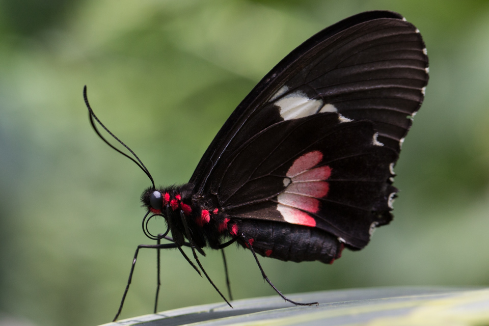 Red Body in Phoenix, Arizona