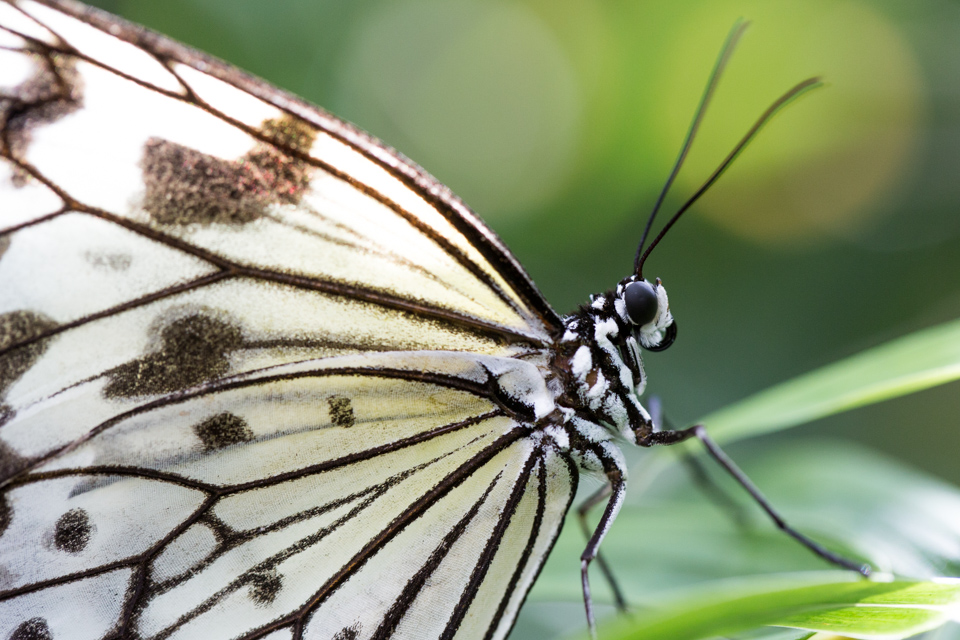 White Beauty in Phoenix, Arizona