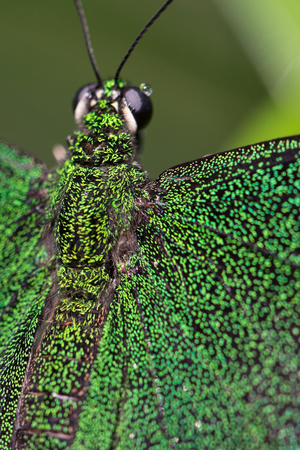All Green in Phoenix, Arizona