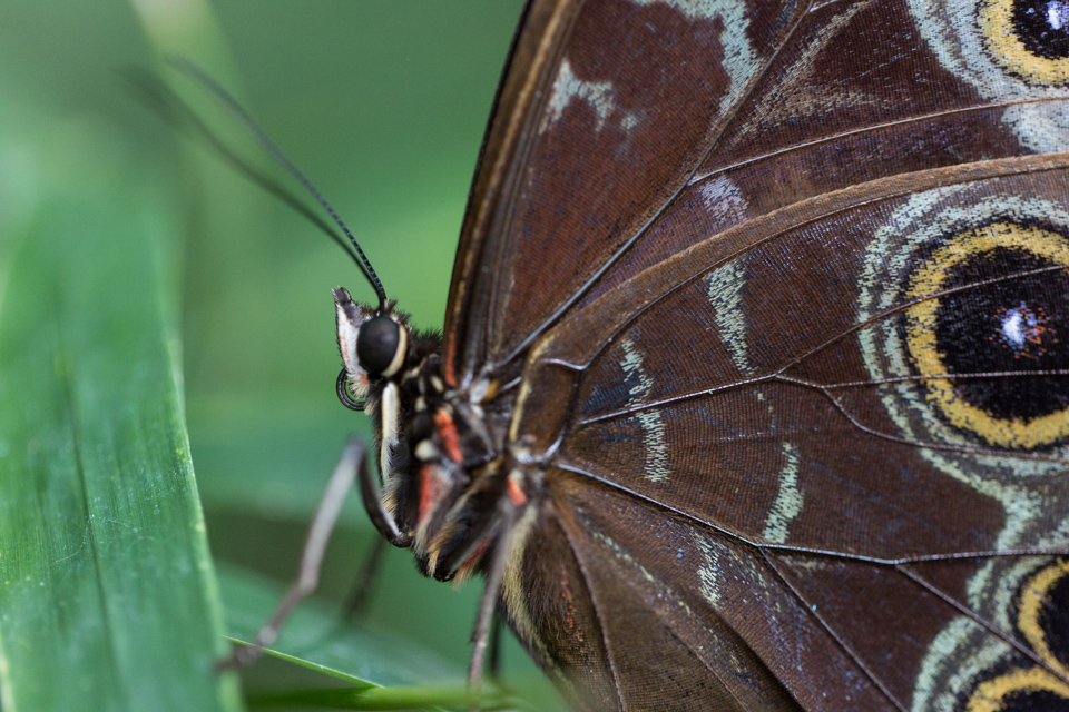 Eyes on Wings in Phoenix, Arizona