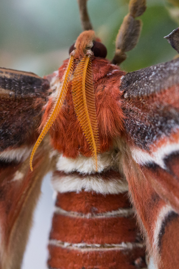 Atlas Moth in Phoenix, Arizona