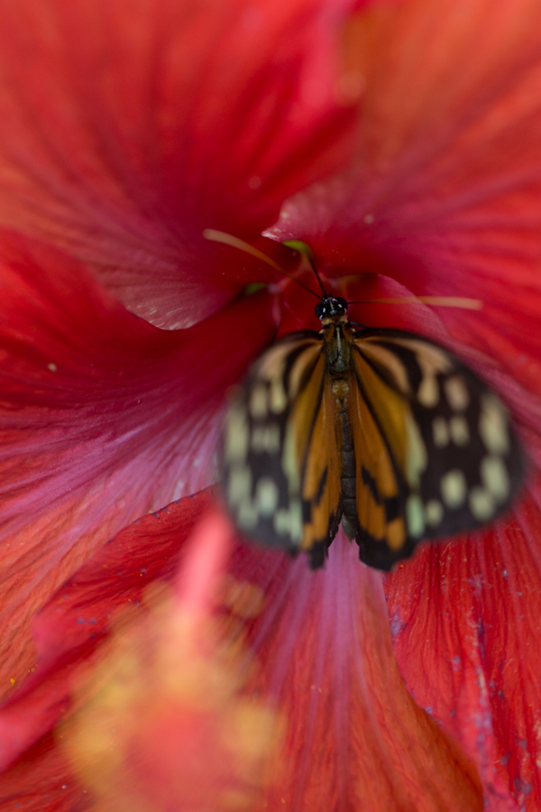 Deep in the Hibiscus  in Phoenix, Arizona
