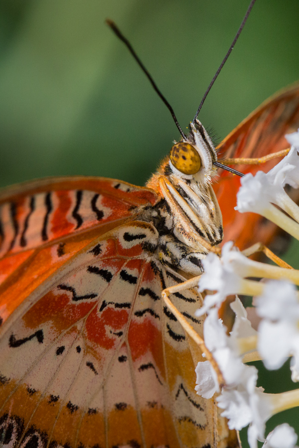 Feeding on White Flowers in Phoenix, Arizona