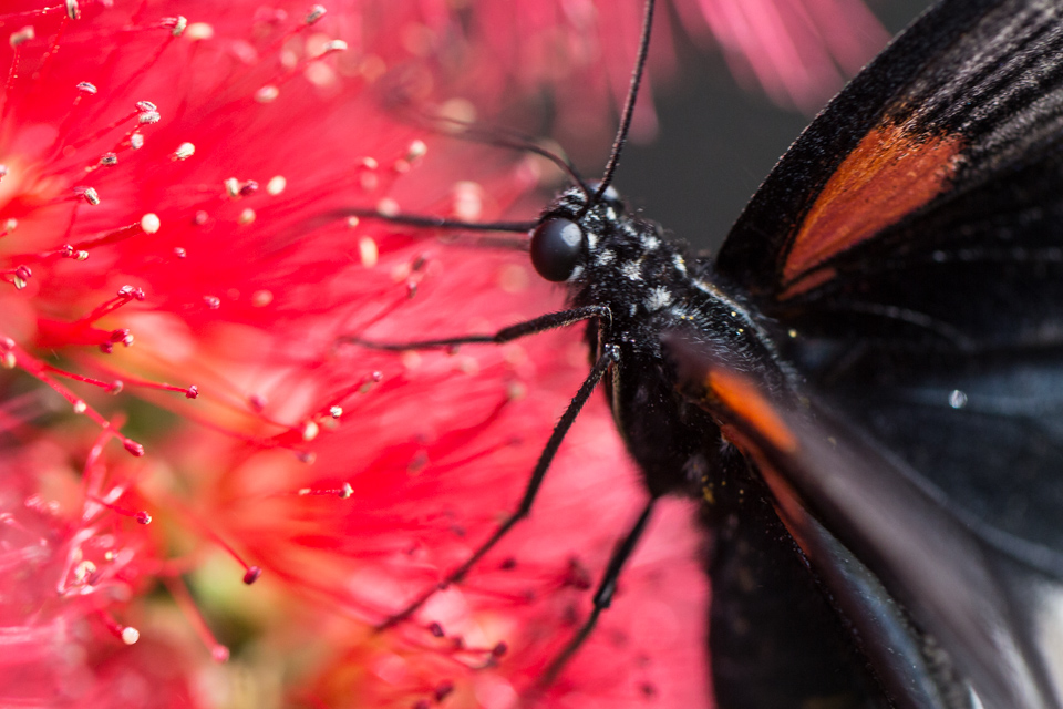 Black Beauty in Phoenix, Arizona