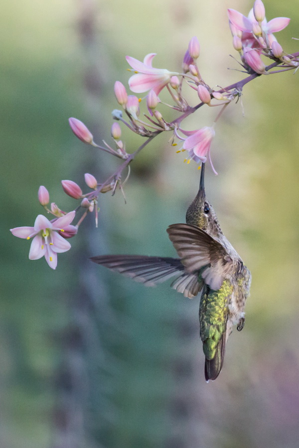Reaching for Pink in Phoenix, Arizona