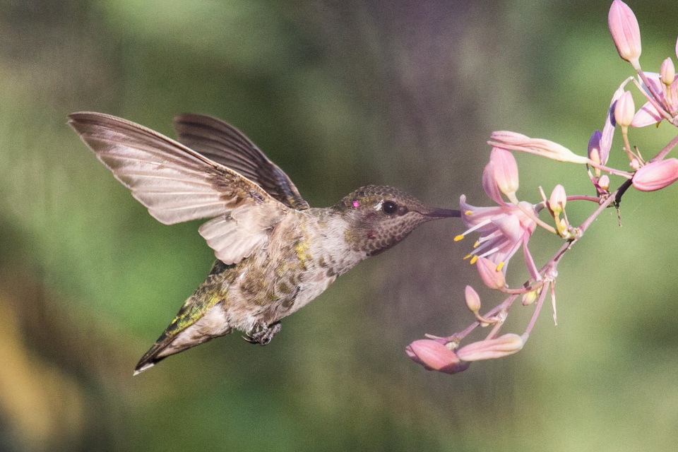 Anna's Hummingbird in Phoenix, Arizona