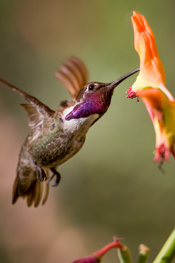 Pretty Chin in Phoenix, Arizona