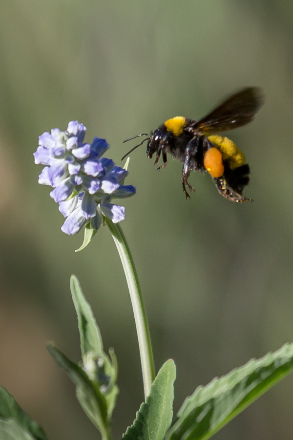 Busy Bee in Phoenix, Arizona