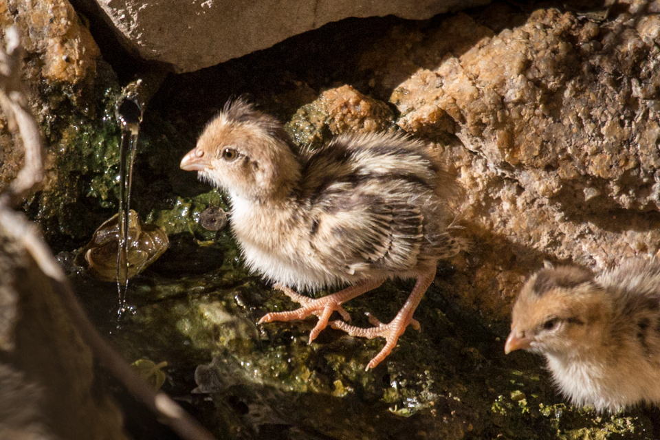 Baby Quail in Phoenix, Arizona