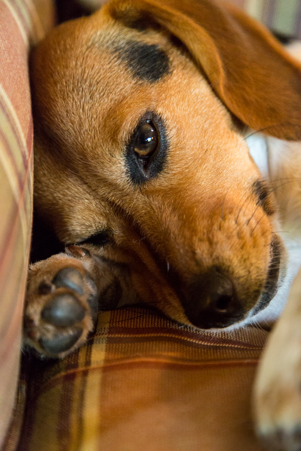Resting; Beagle in Columbus, Georgia