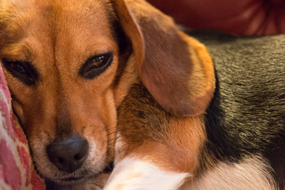 Cute Beagle in Columbus, Georgia
