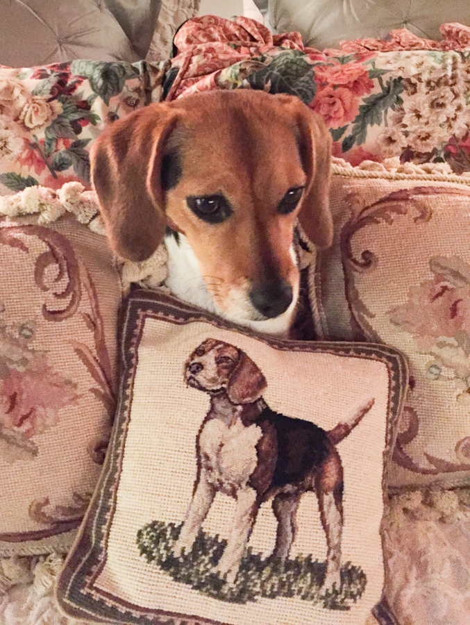 Pillow Beagle in Columbus, Georgia