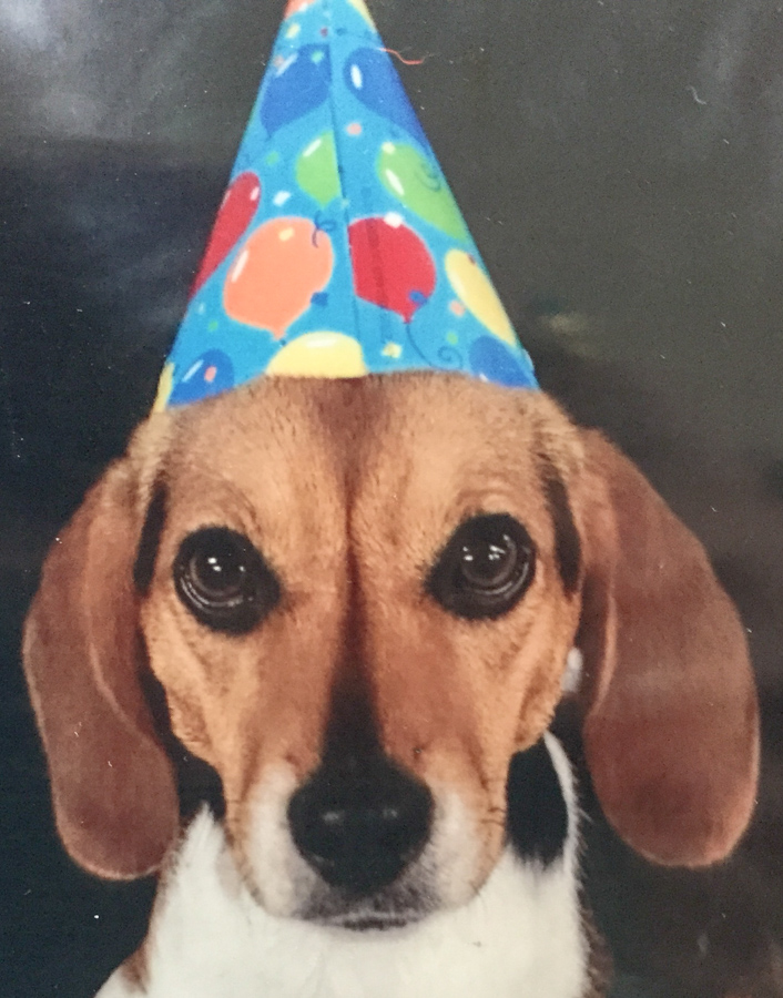 Party Beagle in Austin, Texas