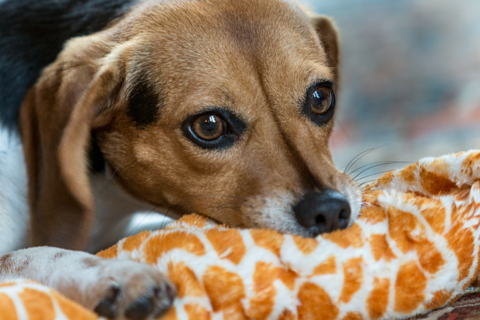 Mouth Full of Toy in Austin, Texas