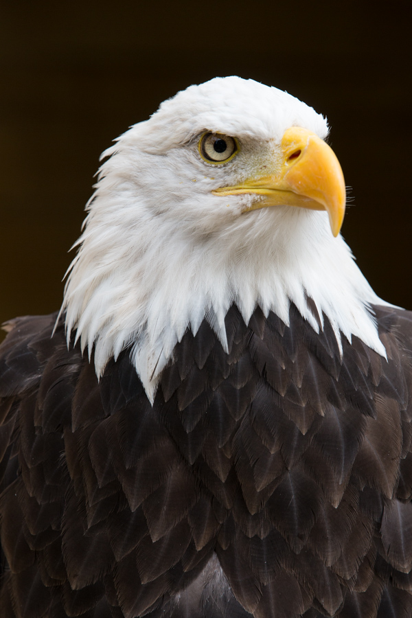 Proud Bird in Cotswold Falconry, England