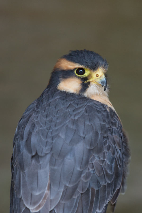 Aplomado Falcon in Cotswold Falconry, England