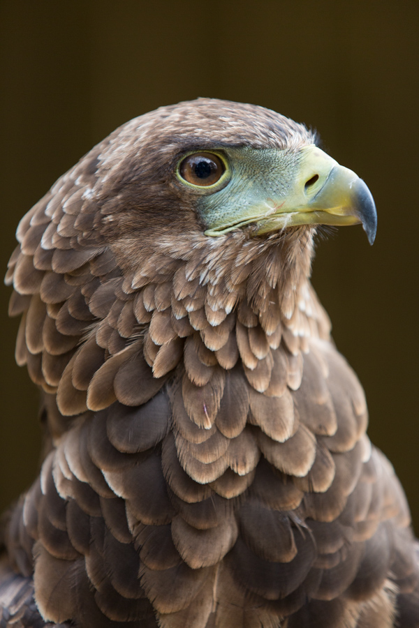 Bateleur Eagle in Cotswold Falconry, England