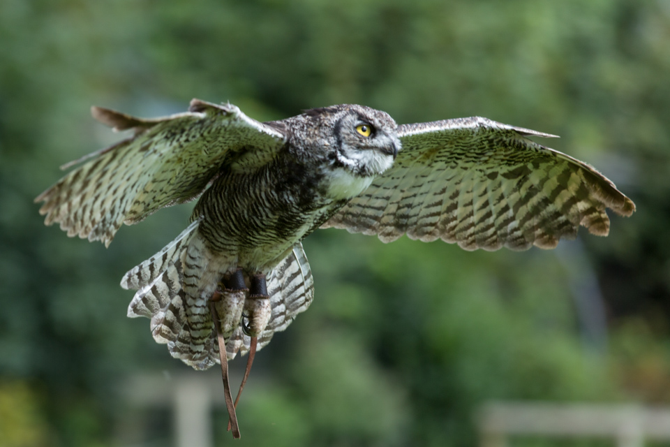 Owl in Flight in Cotswold Falconry, England