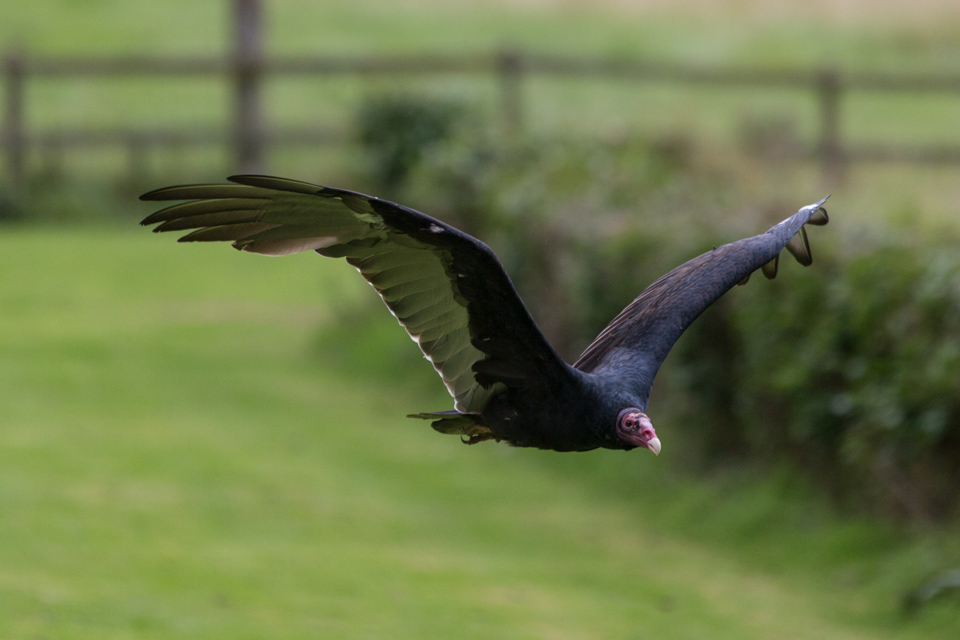 Big Bird in Cotswold Falconry, England