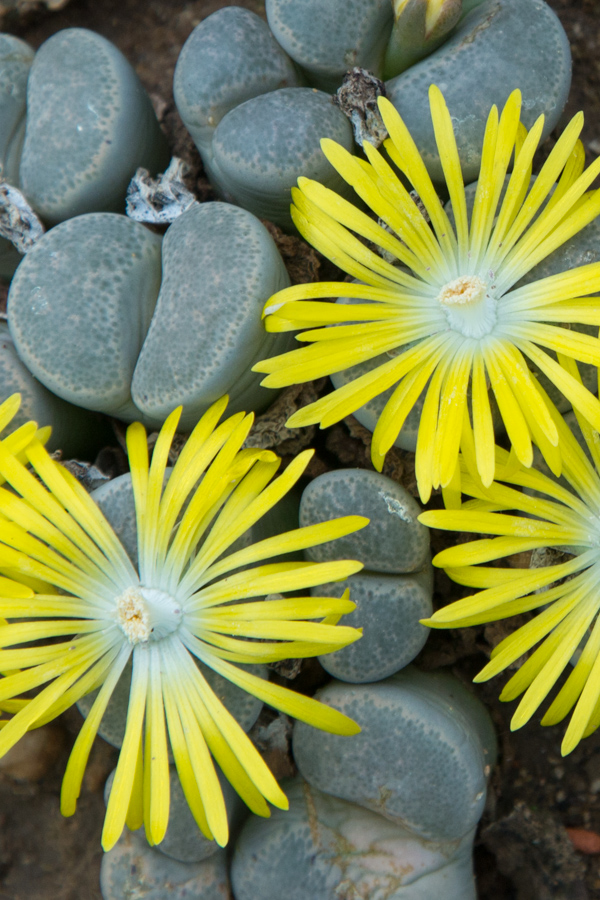 Desert Flower in London, England