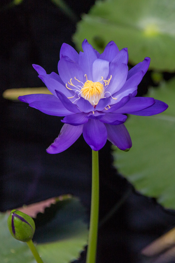Delicate Flower in London, England