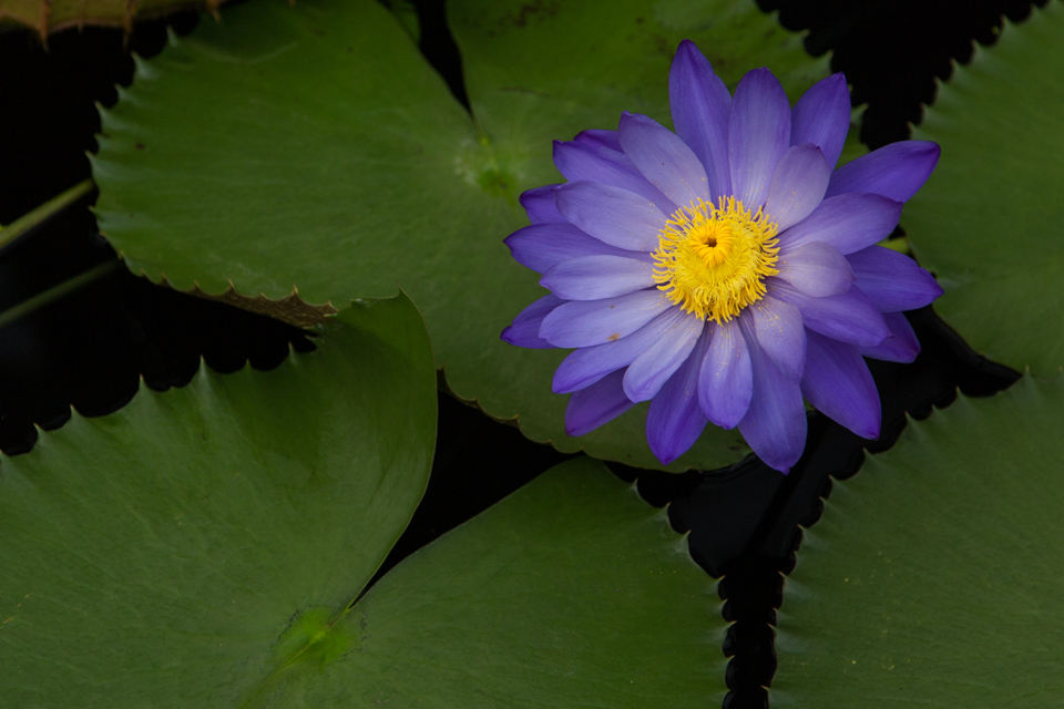 Water Lily in London, England