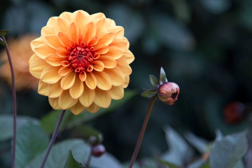 Big Flower in London, England