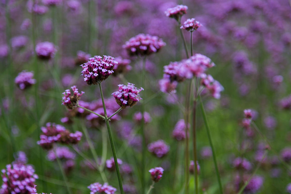 Wild Flowers in London in London, England
