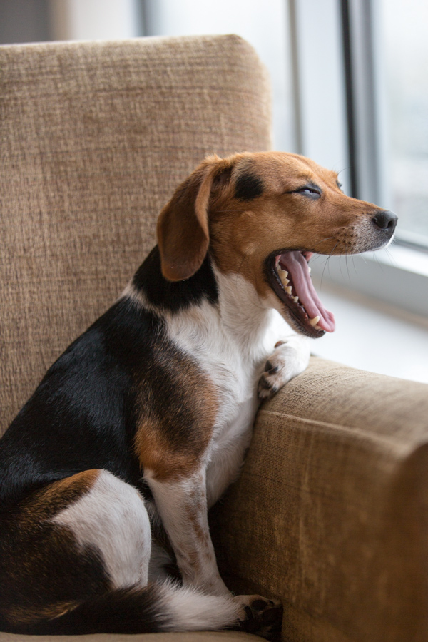 Yawn in Austin, Texas