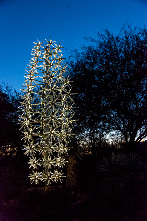 Saguaro in Light in Phoenix, Arizona