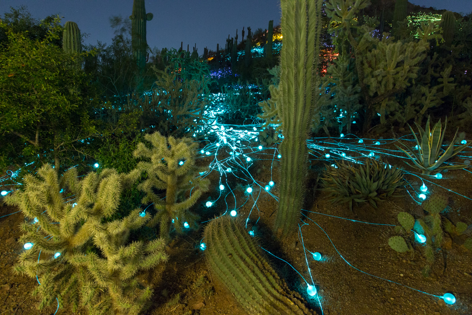 Desert Light in Phoenix, Arizona