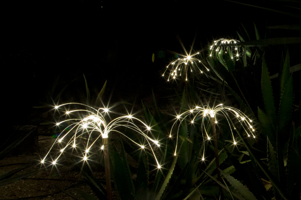 Fireflies in Phoenix, Arizona