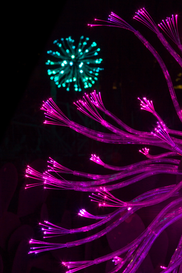 Light Blossoms  in Phoenix, Arizona
