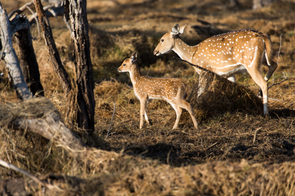 Forest Fawn in Ranthambore National Park, India