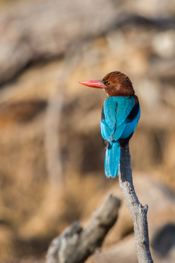 Flying Jewel in Ranthambore National Park, India