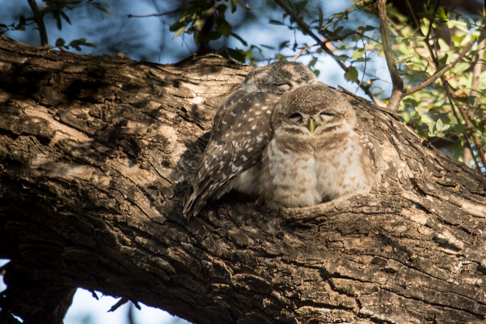 Hidden in Plain Sight in Ranthambore National Park, India