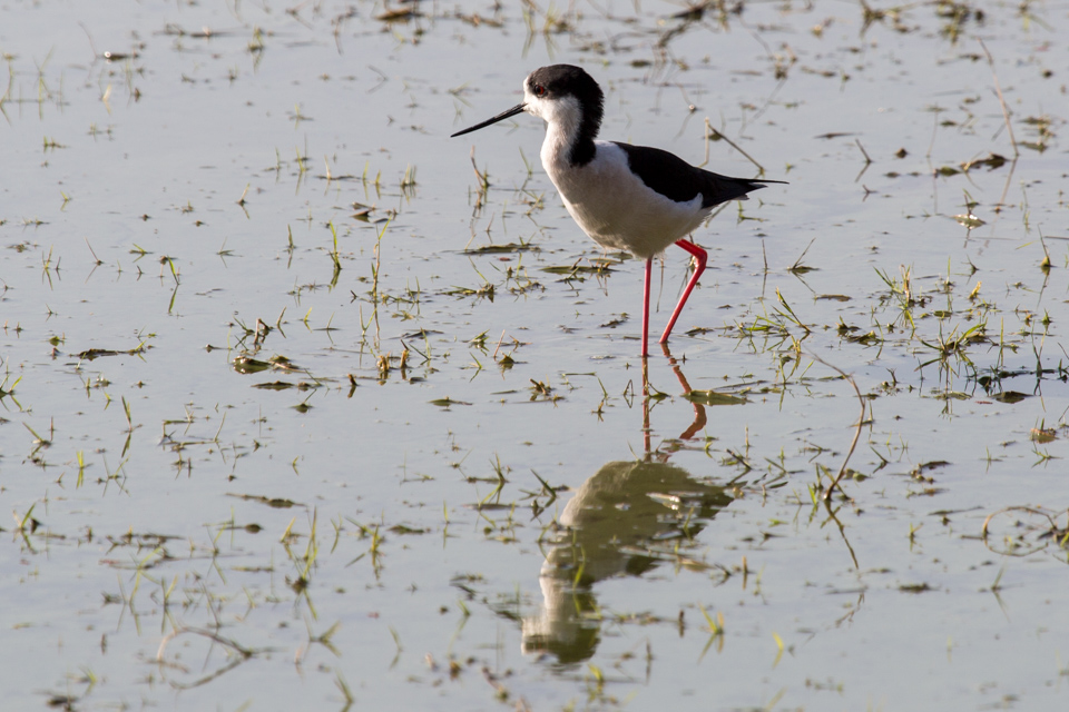 Red Legs in Ranthambore National Park, India