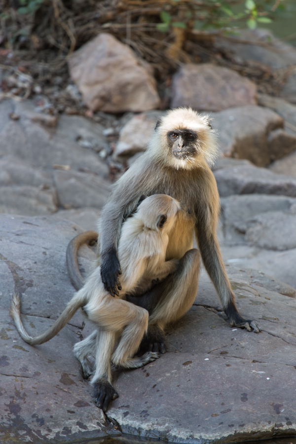 Little Monkey in Ranthambore National Park, India
