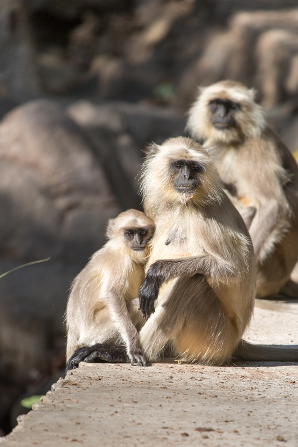 Little Family in Ranthambore National Park, India