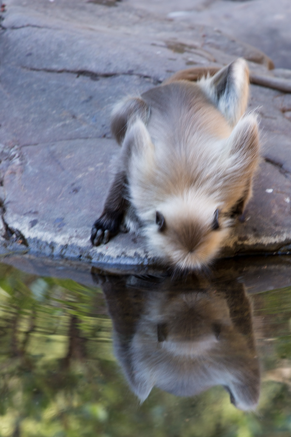 Drinking in Ranthambore National Park, India