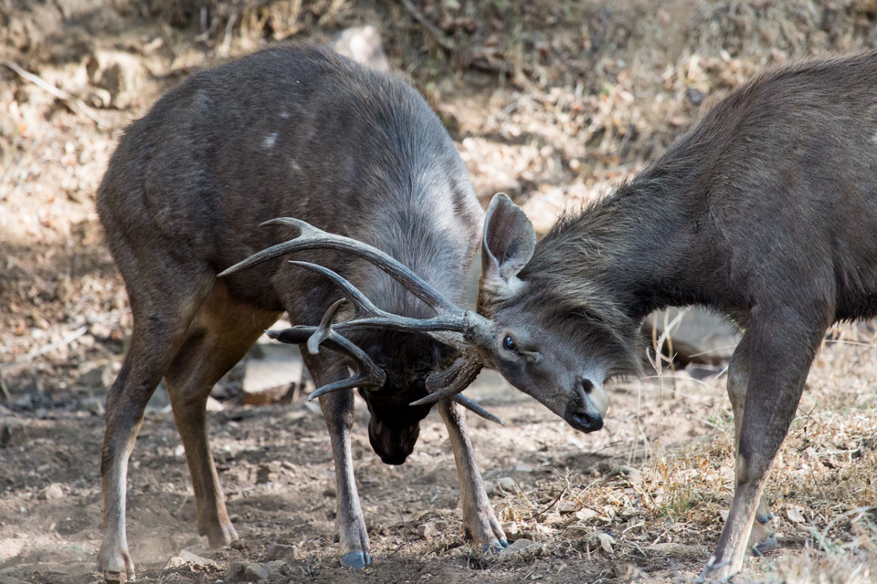 Locked Horns in Ranthambore National Park, India