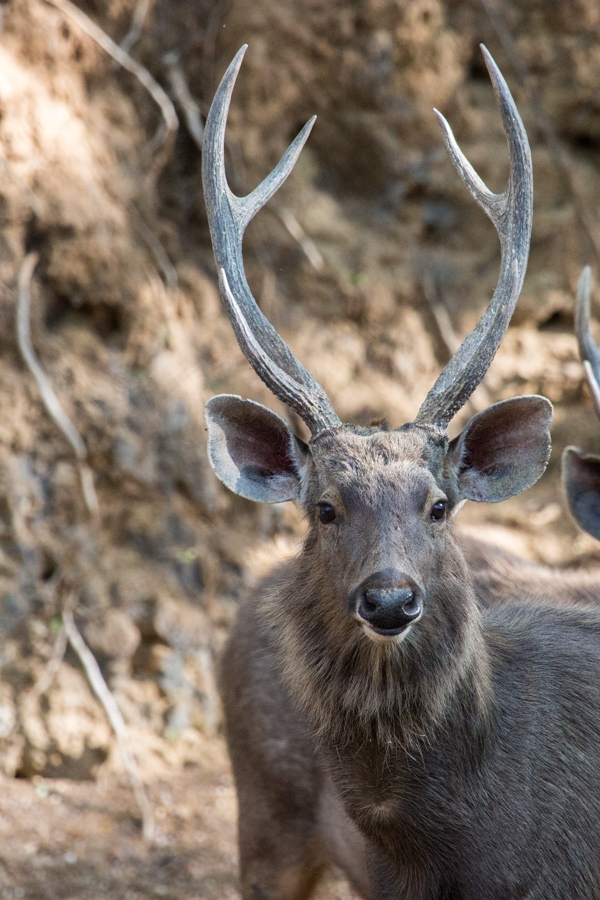 What Are You Looking At in Ranthambore National Park, India