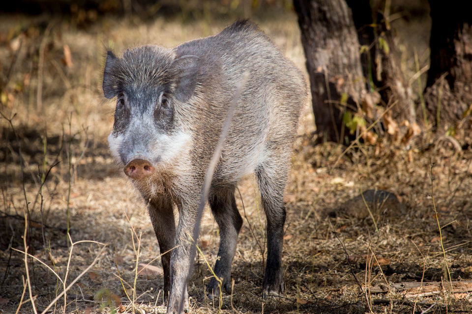 Wild Boar in Ranthambore National Park, India