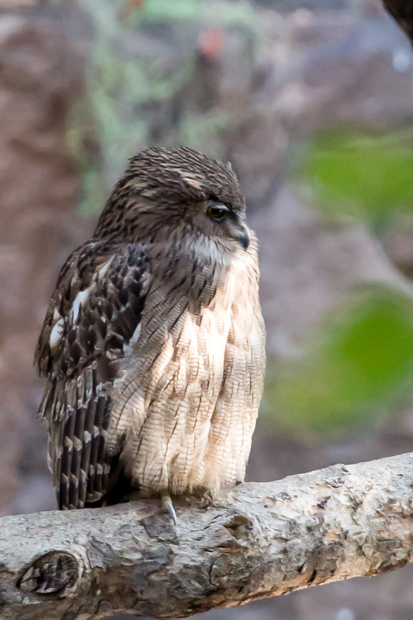 India Owl in Ranthambore National Park, India