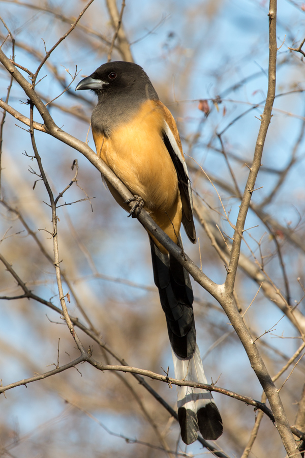 Long Tail in Ranthambore National Park, India
